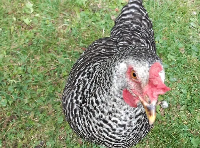 Ingas Couette-café 3*